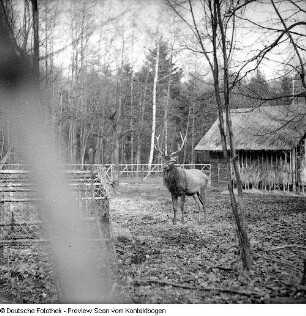 Tiere in Moritzburg II (Wildgehege?)