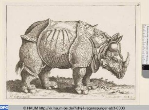 Nashorn