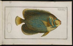 CXCIVr, Chaetodon Imperator