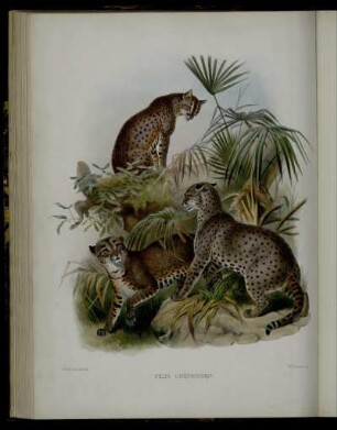 [XXV.] Felis Chrysothrix