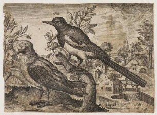 Elster und anderer Vogel