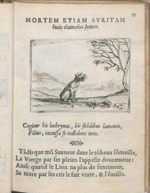 Mortem Etiam Avritam facit clamosus Amor.