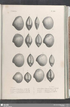 Pl. 384