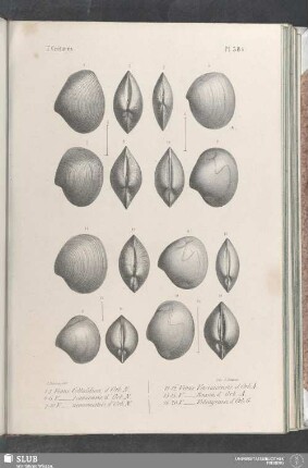Pl. 384