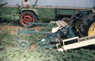Fotografie: Gartenbautechnik-Freiland, Erntetechnik, Ernteverfahren, Einlegegurken