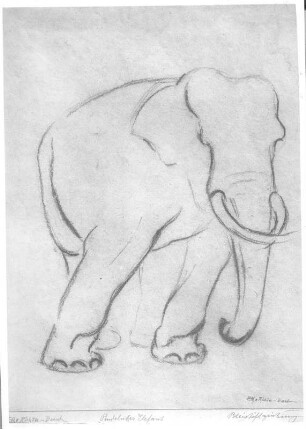 Pendelnder Elefant. Bleistiftzeichnung (wohl nach 1945; E. Richter). Dresden-Striesen, Borsbergstraße 11, Atelier der Künstlerin