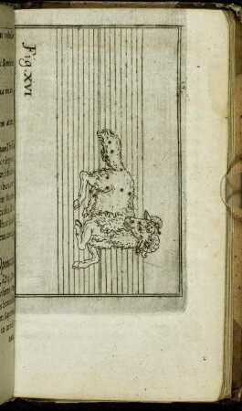 Fig. XVI.