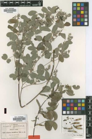 Galactia multiflora B.L.Rob. [type]