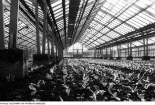 Dresden, Kaditz. Gärtnerische Produktionsgenossenschaft (GPG) Gartenbau Kaditz, Arbeit in den Gewächshäusern, 1959