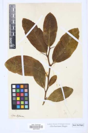 Cedro