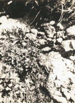Bewimperte Alpenrose (Rhododendron hirsutum)