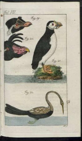 Taf. VII. Fig. 19. - Fig. 22.