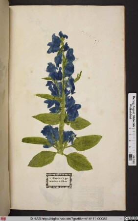 Campanula pyramidata, altissima.