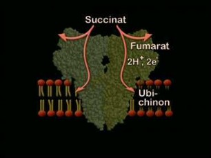 Succinat-Dehydrogenase