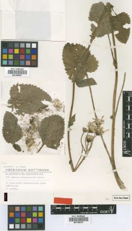 Senecio trapezuntinus Boiss. [isotype]