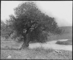 Terebinthe v. benat ja'kub [Jakobsbrücke (Jordan)]
