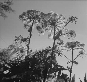 Doldenblütler (Umelliferae). Sibirischer oder Riesenbärenklau (Heracleum giganteum). Blühender Bestand