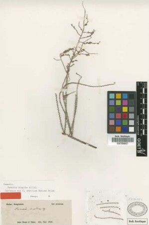 Tamarix serotina Bunge ex Boiss. [isotype]