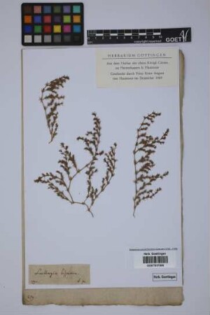 Loeflingia hispanica hispanica L.