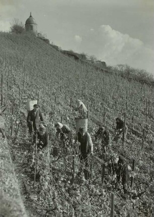 Radebeul: Volksweingut Lößnitz. Weinlese am Jakobstein