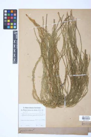 Phlegmariurus gnidioides (L. f.) comb. ined.