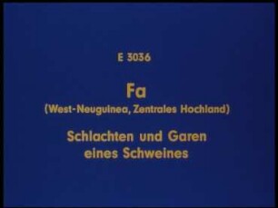 Fa (West-Neuguinea, Zentrales Hochland) - Schlachten und Garen eines Schweines