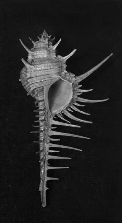 Murex troscheli (Stachelschnecke)