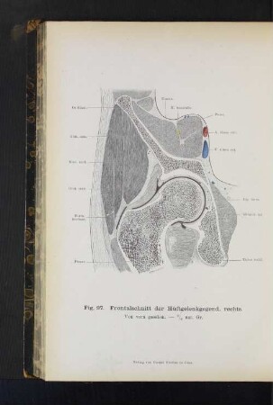 Fig. 97. Frontalschnitt der Hüftgelenkgegend, rechts.