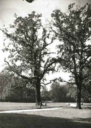 Dresden. Großer Garten. Zwei starke Eichen am dem Dammweg parallellaufenden Weg. Blick nach Südwesten