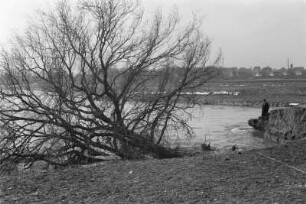 Entwurzelter Baum : Ein durch das Hochwasser der Weißen Elster entwurzelter Baum