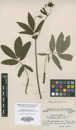 Comarum palustre L.