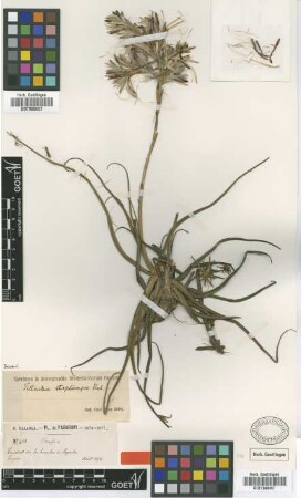Tillandsia streptocarpa Baker [type]