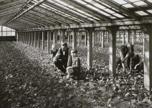 Dresden-Leubnitz, Kohlrabi-Jungpflanzen