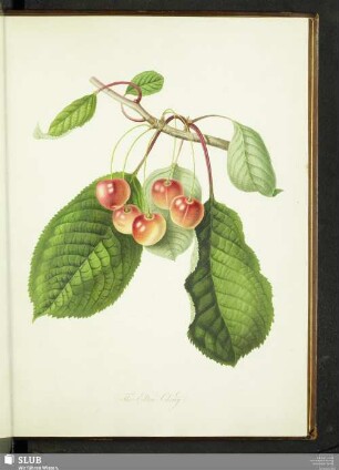 The Elton Cherry