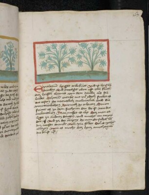 Kräuterpflanze: Epithinium (offenbar Verschmelzung aus Cuscuta epithymum = Quendelseide und Euphorbia lathyris = Treibkraut*) / Treibkraut