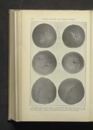 Fig. 196. A-C