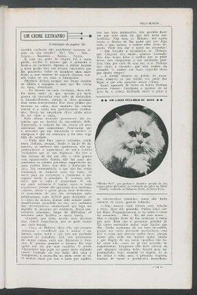 Um lindo specimen de gato : "Winter Pax"