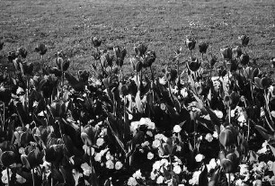 Freiburg: Tulpenbeete im Stadtgarten