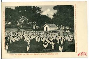 Petaluma. Flock of 1200 on Chicken Ranch