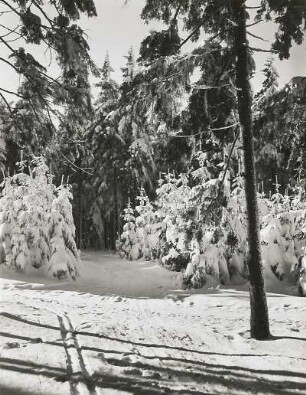 Verschneiter Wald bei Altenberg