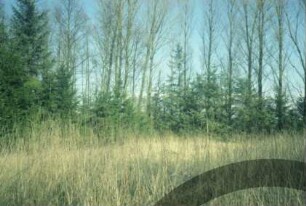 Burg Stegen: ehemaliger Standort: vorne Lichtung, hinten Nadelbäume, Laubbäume