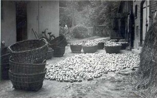 Zwiebelernte in Lehde : Žně cyblow na Lědach