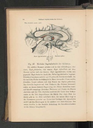 Fig. 57. Medialer Sagittalschnitt des Gehirnes.
