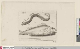 Anguilla; Ael; Perca; Baers [Aal und Barsch; An Eel and a Perch]
