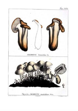 Tav. XIX. Agaricus Sementino Viv. Fig. a. b. c. Agaricus mastoideus Fries.
