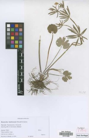 Ranunculus vindobonensis E. H&ouml;randl & W. Gutermann[paratype]