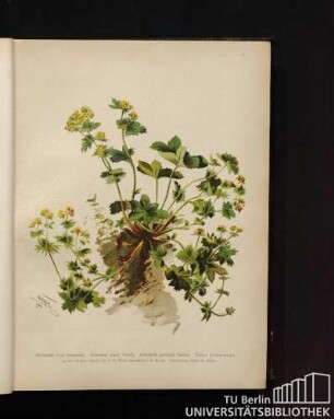 Alchemilla Fissa Schummel. Alchemilla minor Tausch. Alchemilla pyrenaica Dufour. Kleiner Frauenmantel.