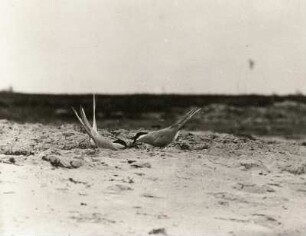 Küstenseeschwalbe (Sterna paradisea Brünn), Paarungsspiele