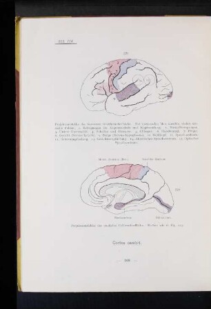 224 Projektionsfelder der medialen Gehirnoberfläche. Farben wie in Fig. 223.