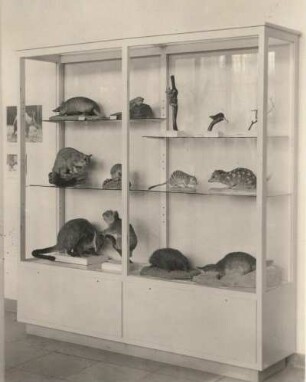 Dresden-Altstadt. Zwinger, Museum für Tierkunde. Vitrine mit Beuteltieren (u. a. Gürteltier, Desman, Koala, Flugbeutler, Schnabeligel, Wasserschnabeltier)